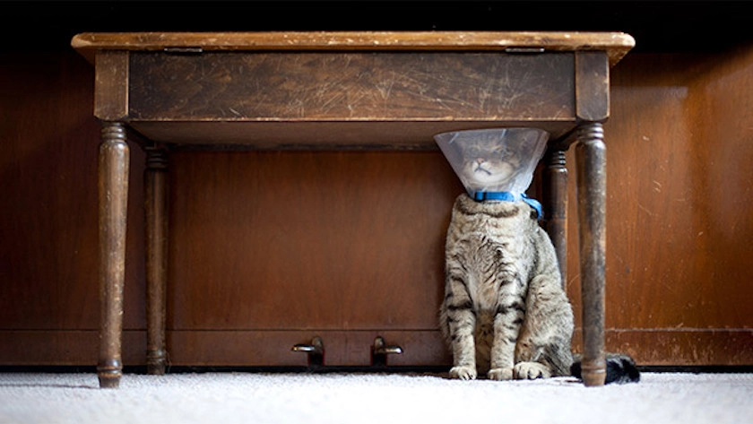 A cat wearing a cone sits under a piano bench.