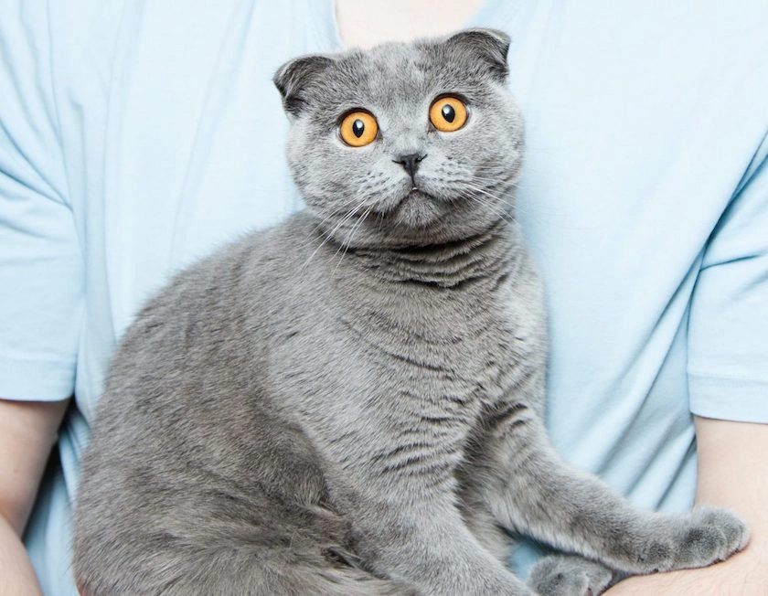 A gray cat with orange eyes wide looks at the camera from a human's lap.