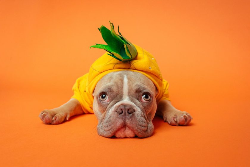 A bulldog in a pineapple costume lays down in front of an orange background.