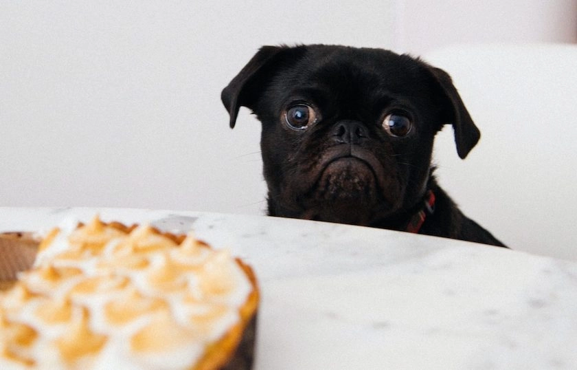 A black pug sits at a table, looking at the camera. There is s'mores dip in front of it.