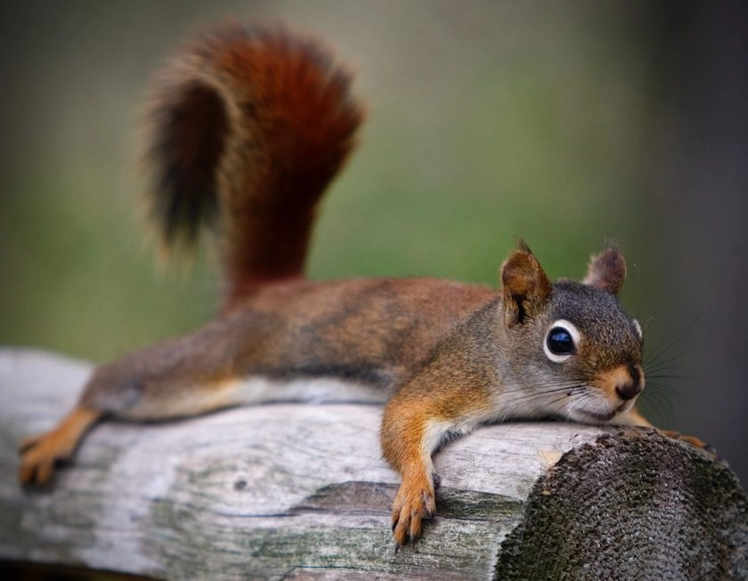 An orange squirrel lays on a log.