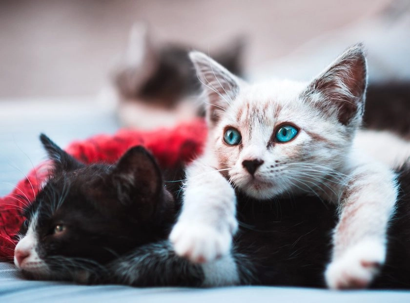 A white cat with blue eyes lays on top of a black cat. They are under a red blanket.