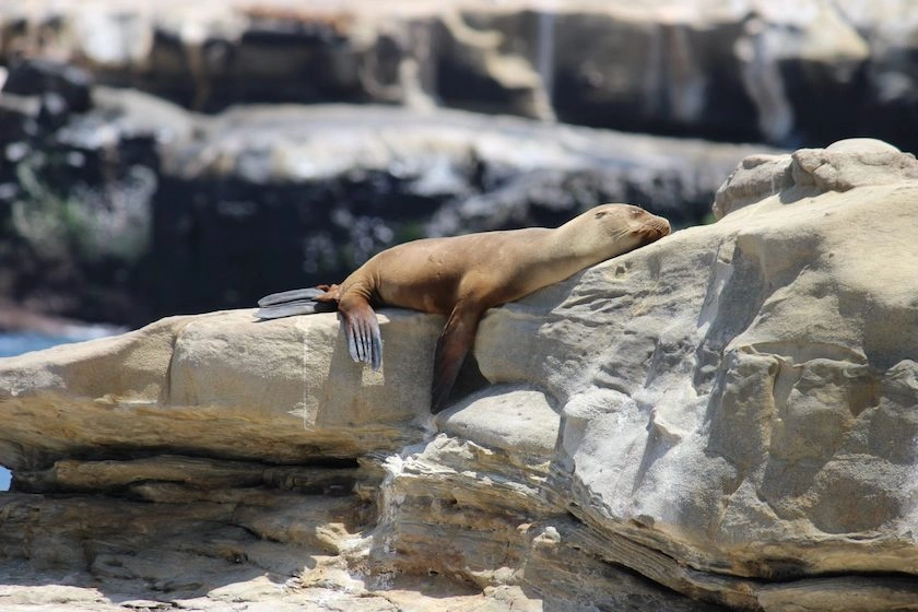 A tired seal resting on a bed of rocks.