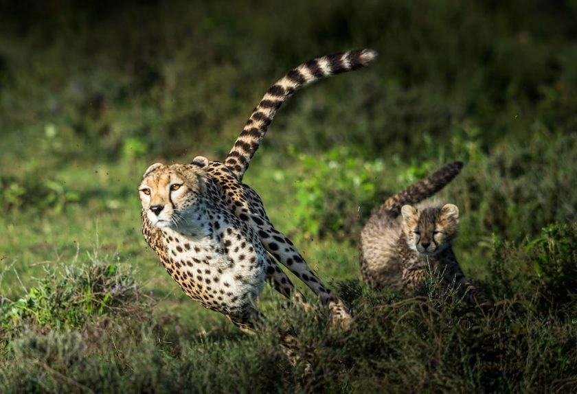 Two cheetahs running through a grassy field.